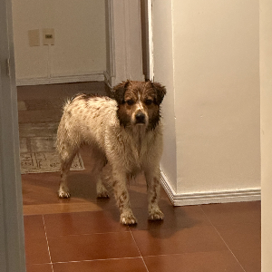 Encontrado en Malvin