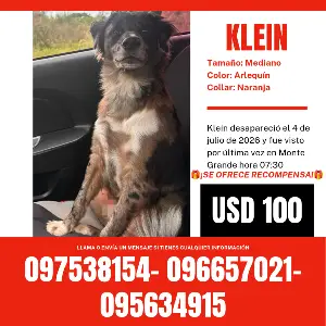 KLEIN