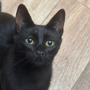 Pepino 
