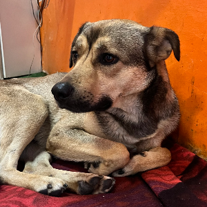 Perro macho encontrado!