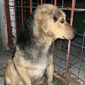 Perrito