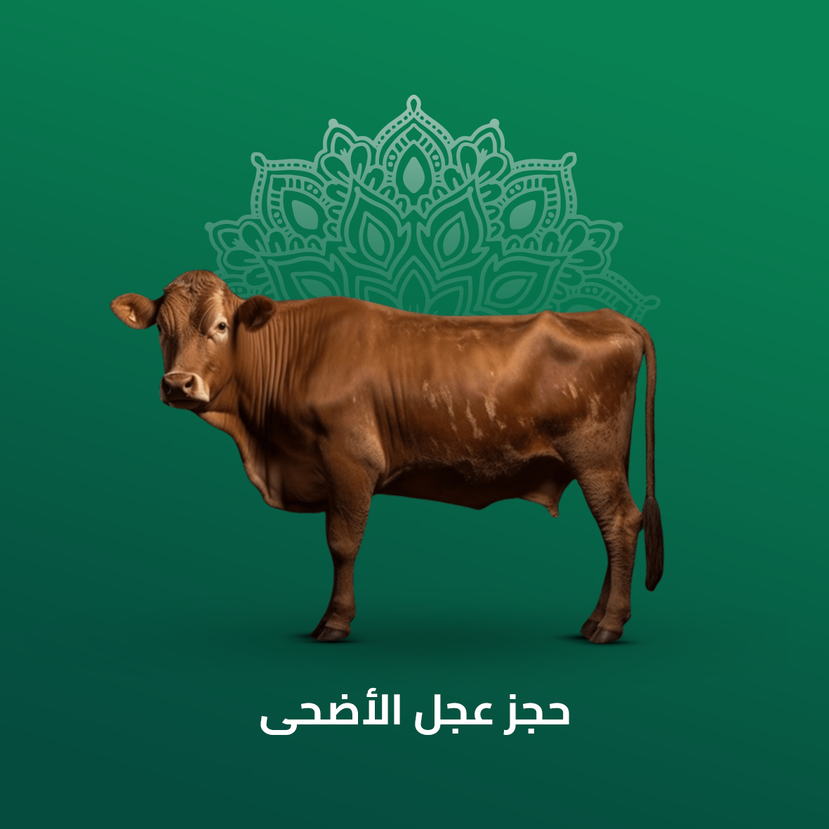 عرض 1