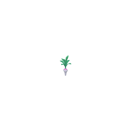Radish