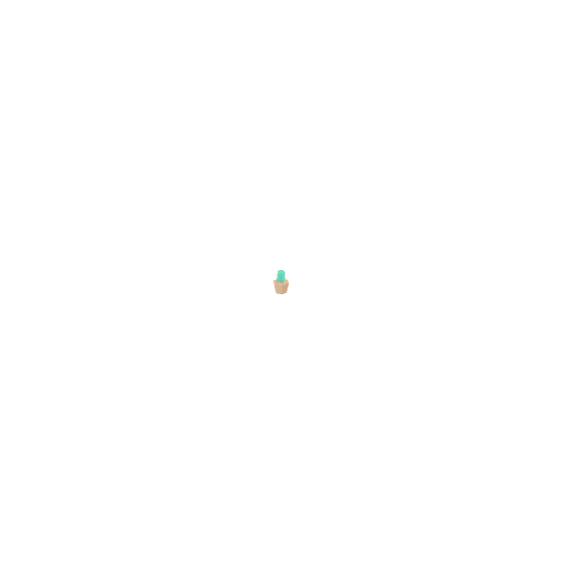 Plant Small2