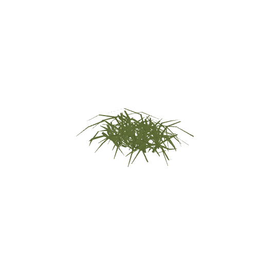 Japanese Sedge
