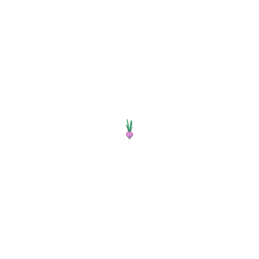 Beet