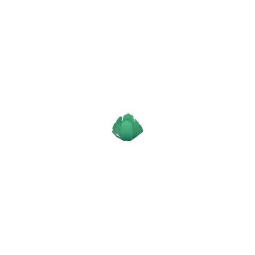 Cabbage