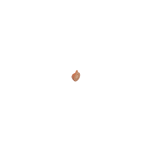 Onion Half