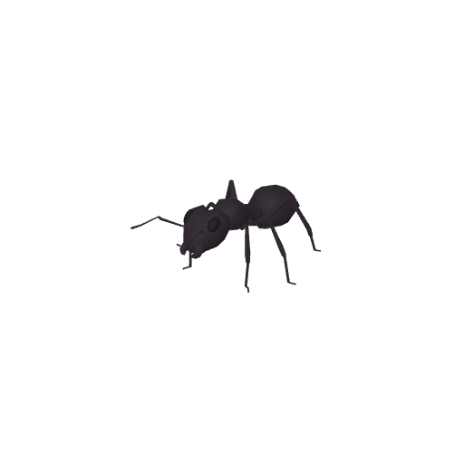 Ant