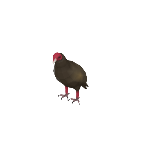 Turkey Vulture
