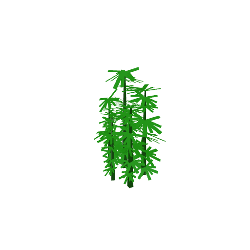 Bamboo