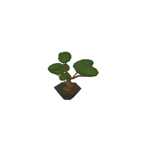 Bonsai