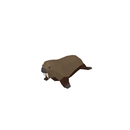 Walrus