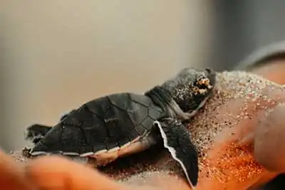 Save The Sea Turtle | a person gently holding a sea turtle nest in their hands. Florida, USA2023
