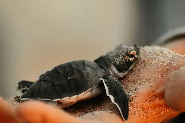 Save The Sea Turtle - Professional Web Design Agency