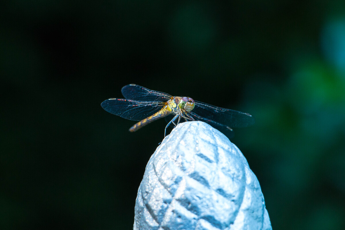 Closeup of a firefly