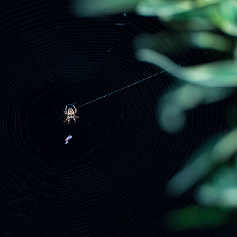 Close up of a spider in a web with its prey