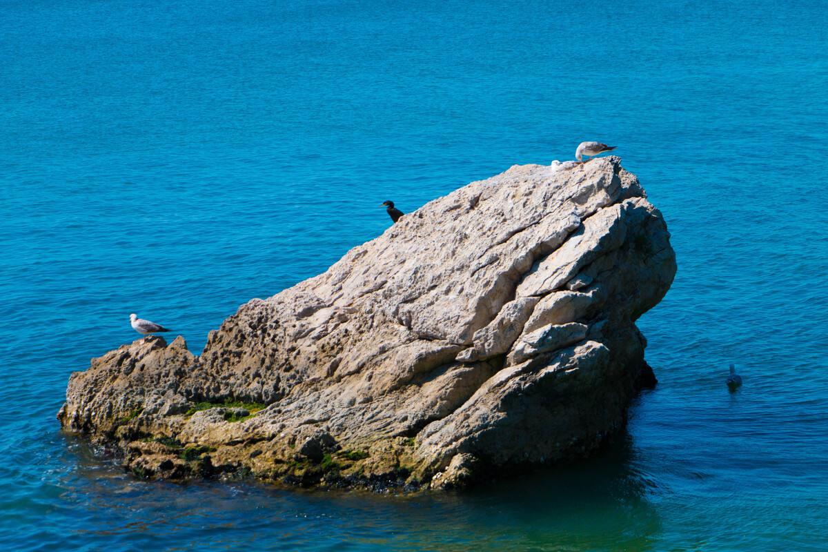 Rock in the middle of the sea with various birds on top of it