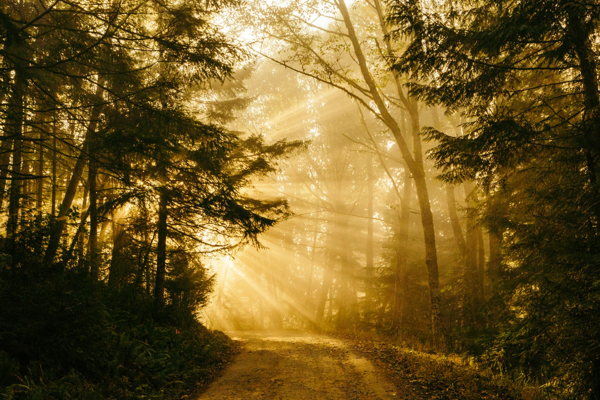 Sonnenlicht auf einem Waldweg
