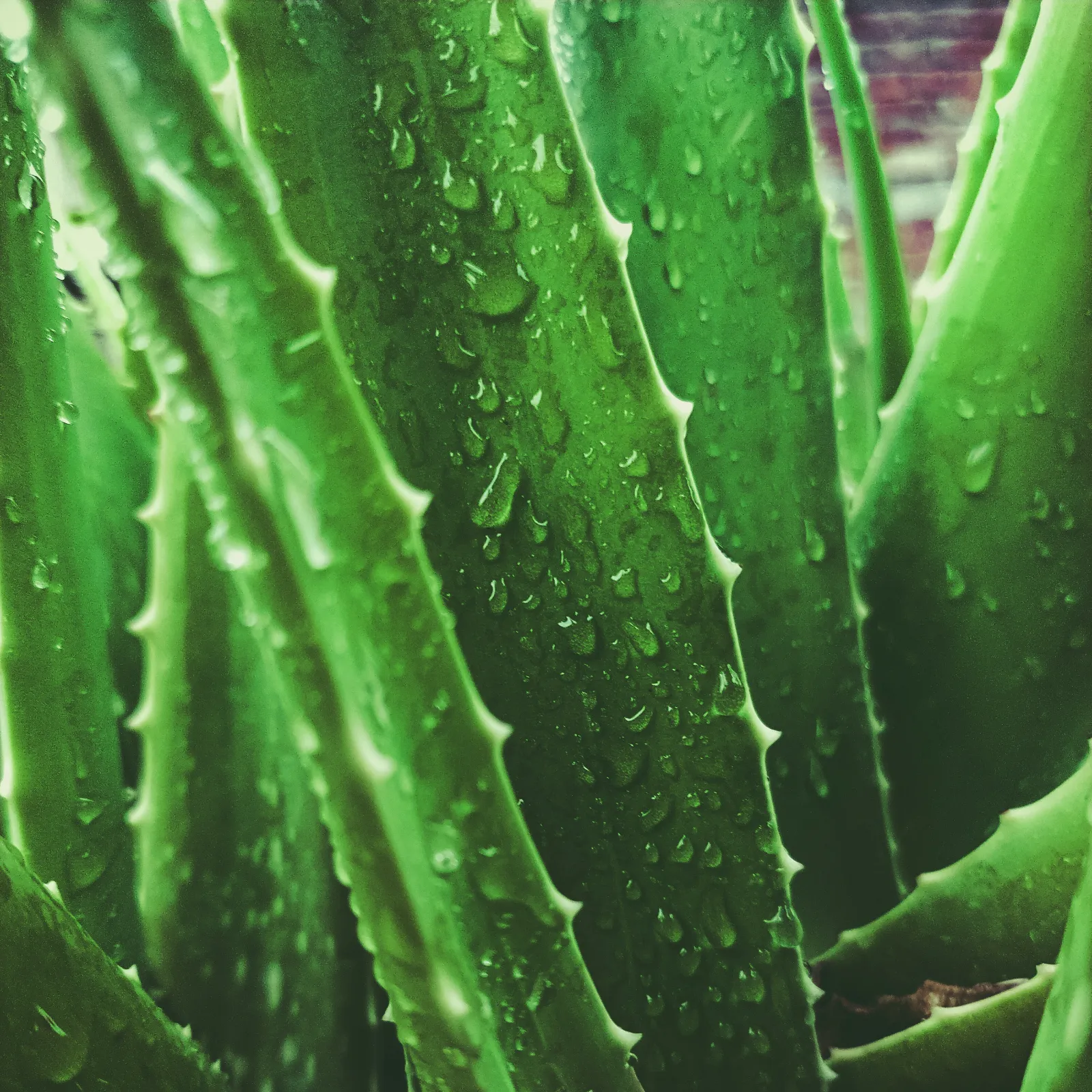 Aloe Vera Pflanze bekannt für gesundheitliche Wirkung