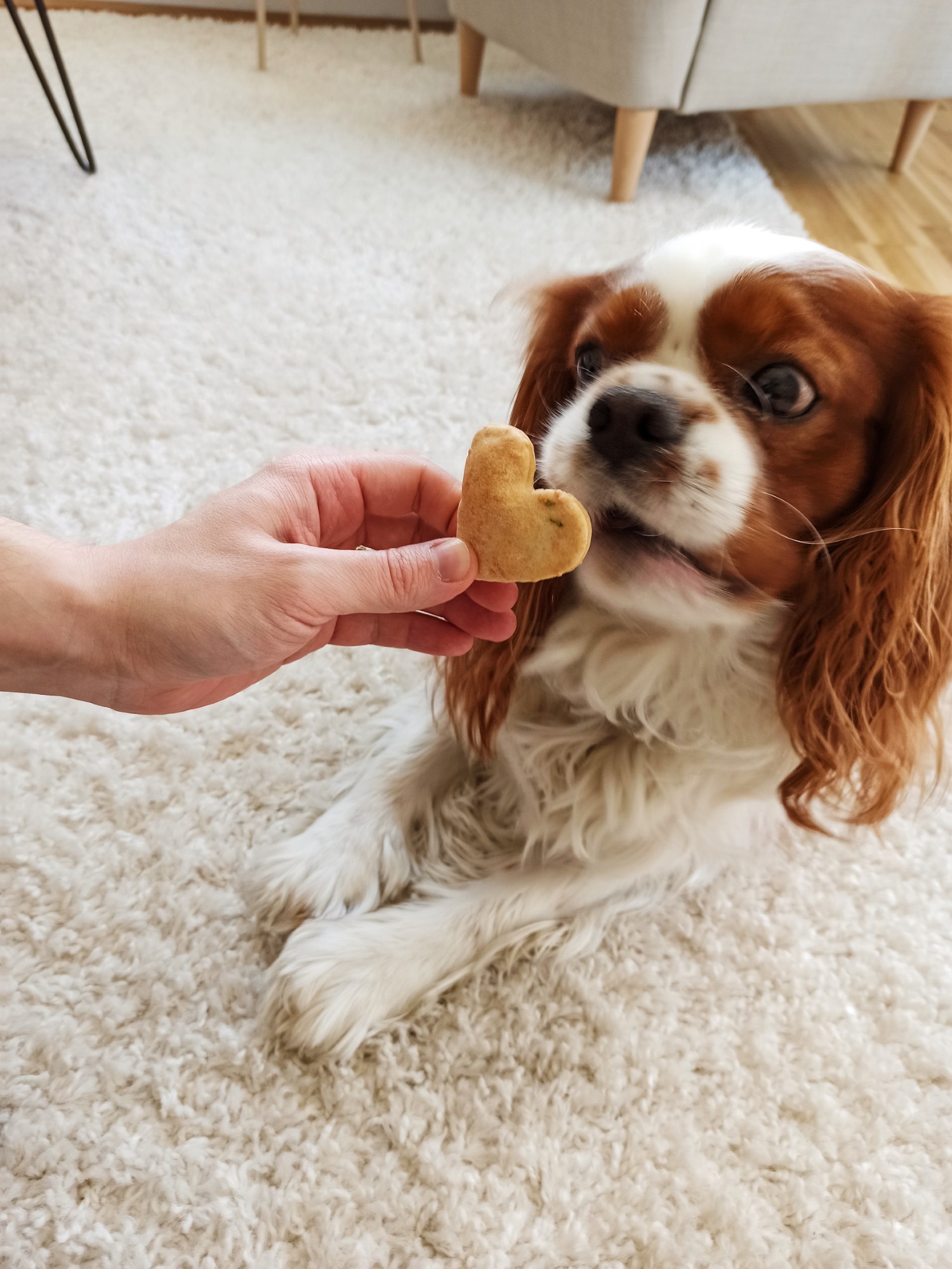 Hundesnacks mit Käse - alt