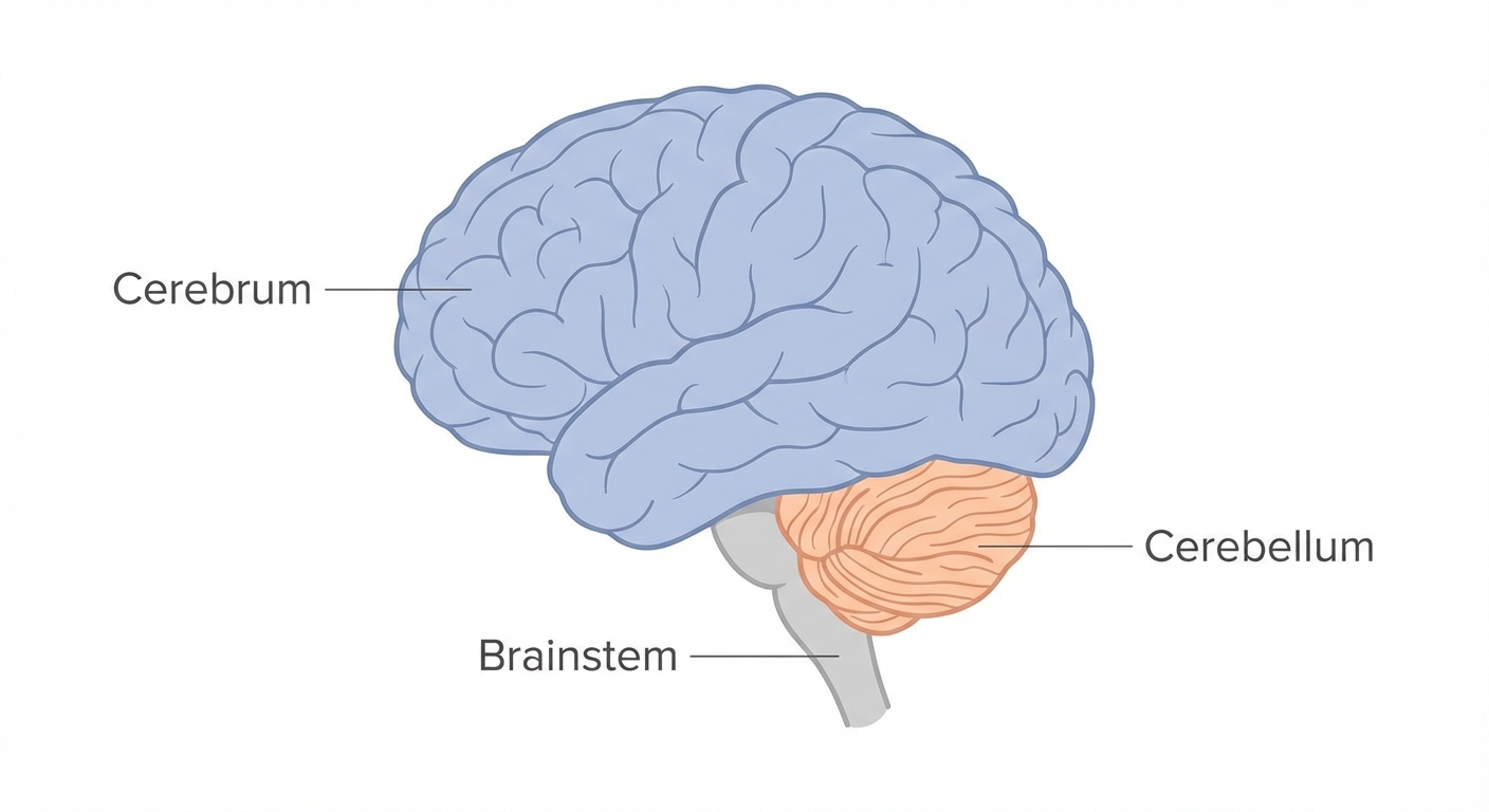 Diagram sederhana otak manusia yang menunjukkan Cerebrum, Cerebellum, dan Brainstem.
