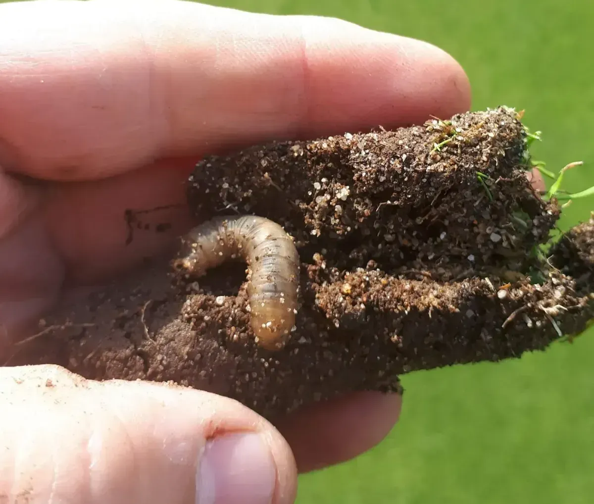 Pest control and treatment image