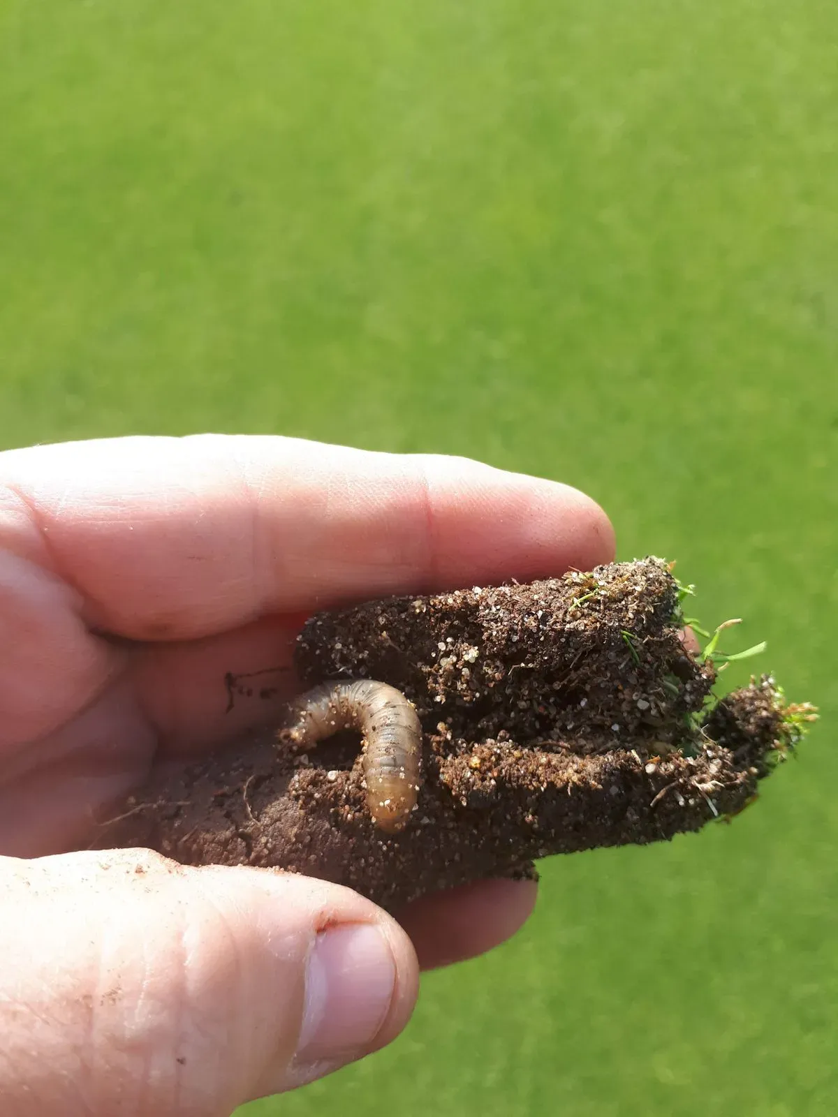 Pest control and treatment image