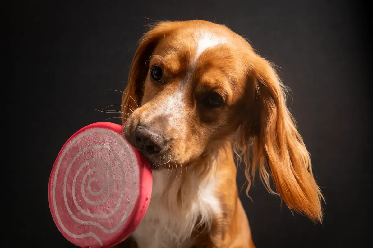 Pet Photography image background image