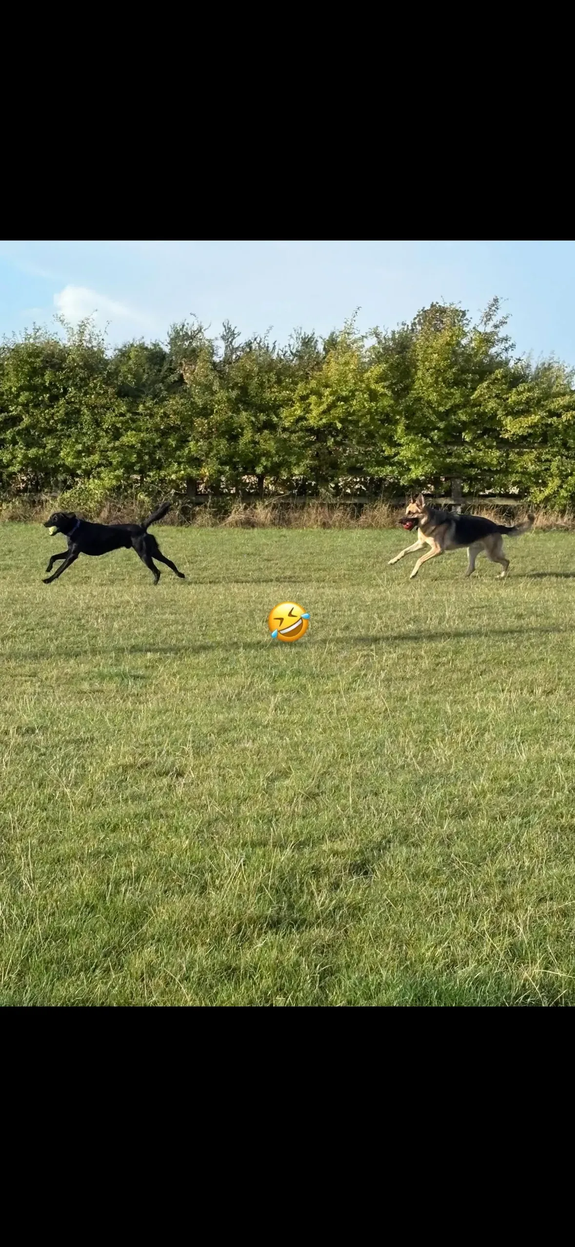 Off-leash adventures image background image