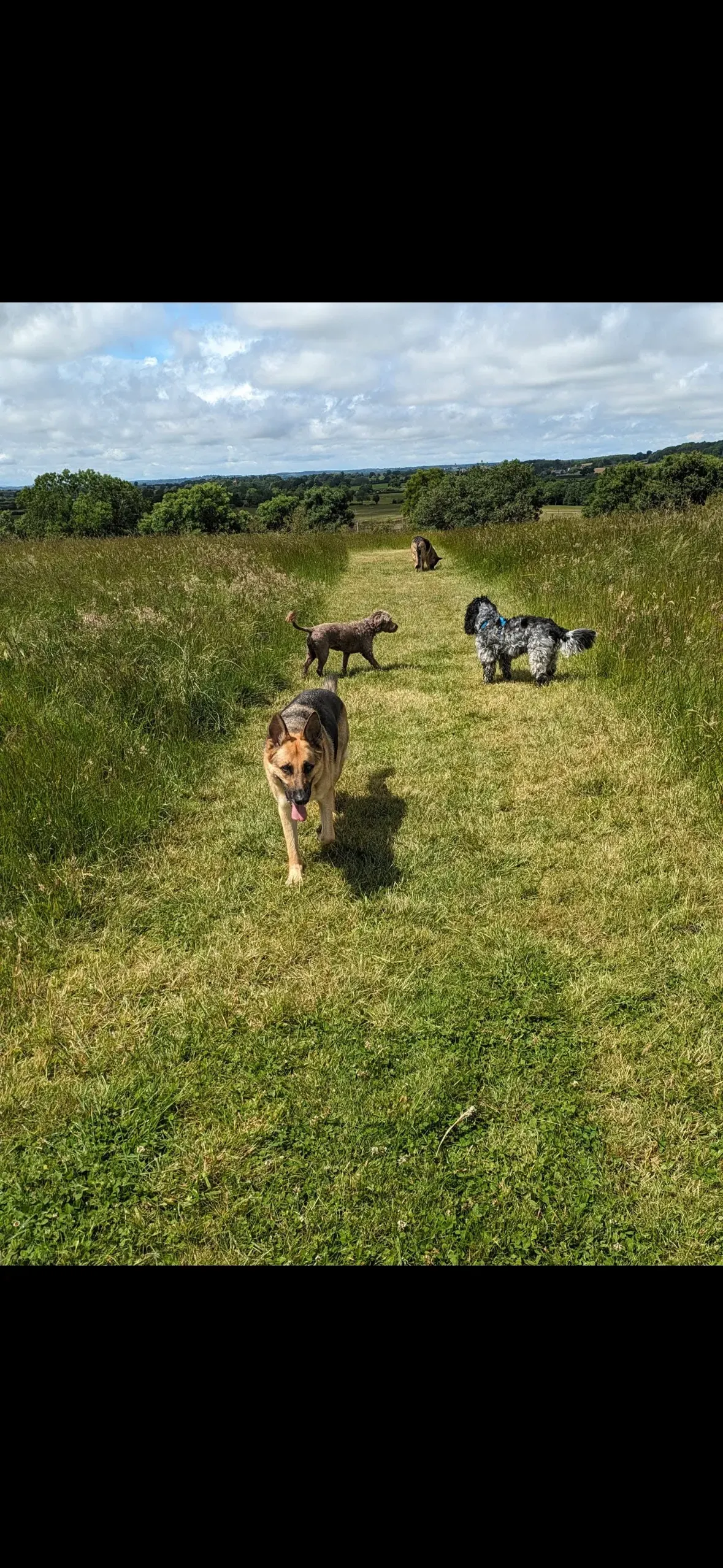 Group dog walks image background image