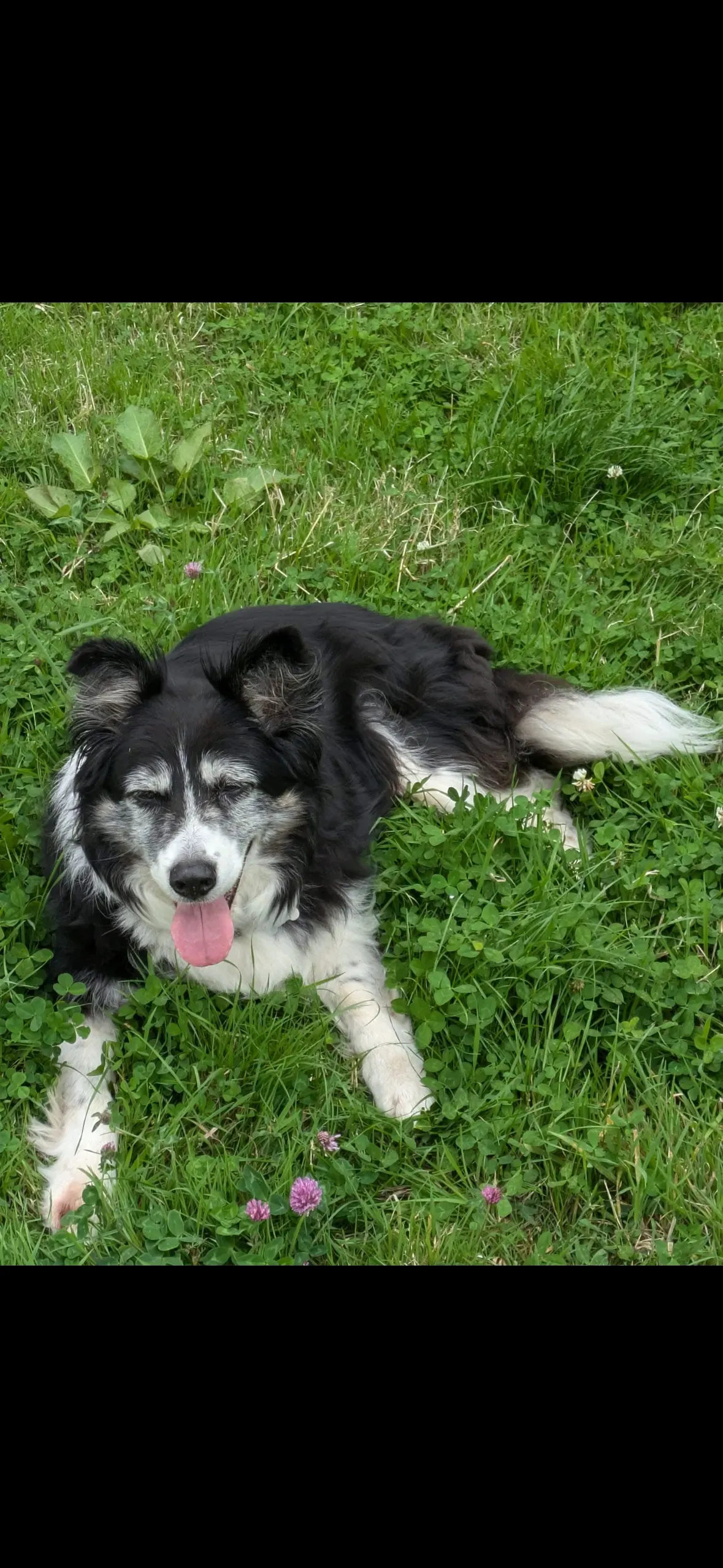 Short-term pet sitting image background image