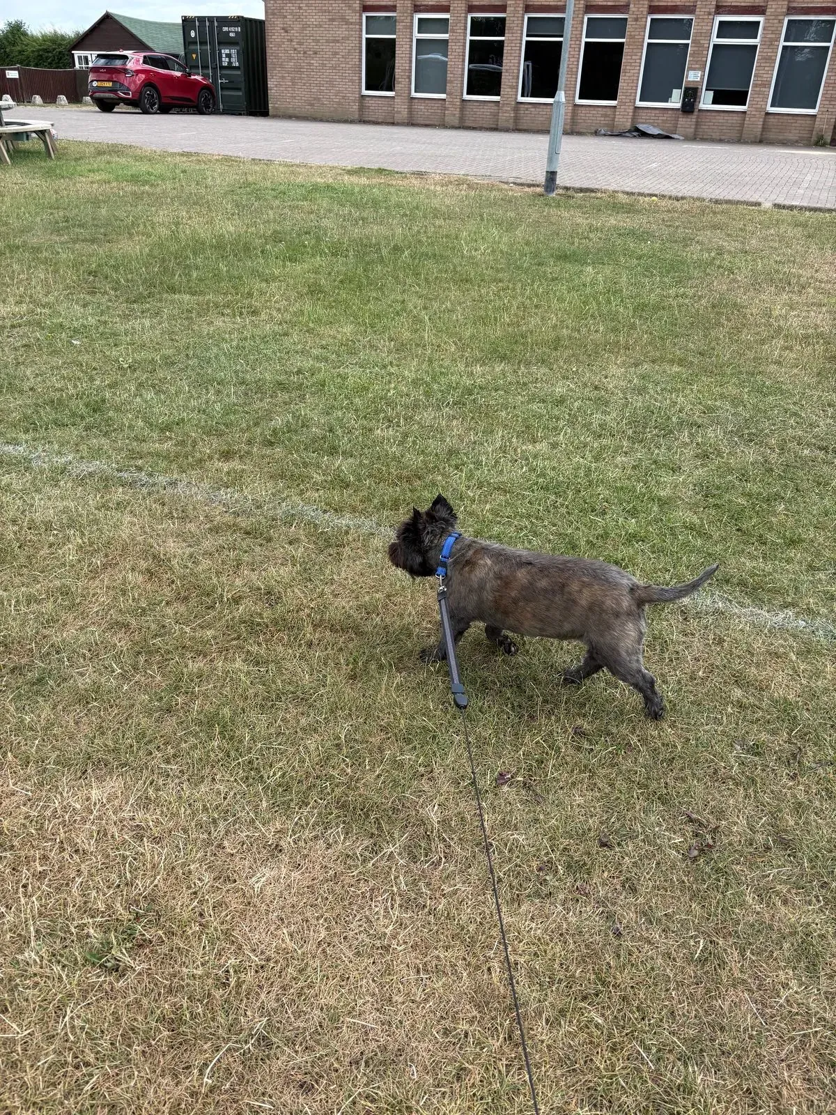 Solo dog walks image background image