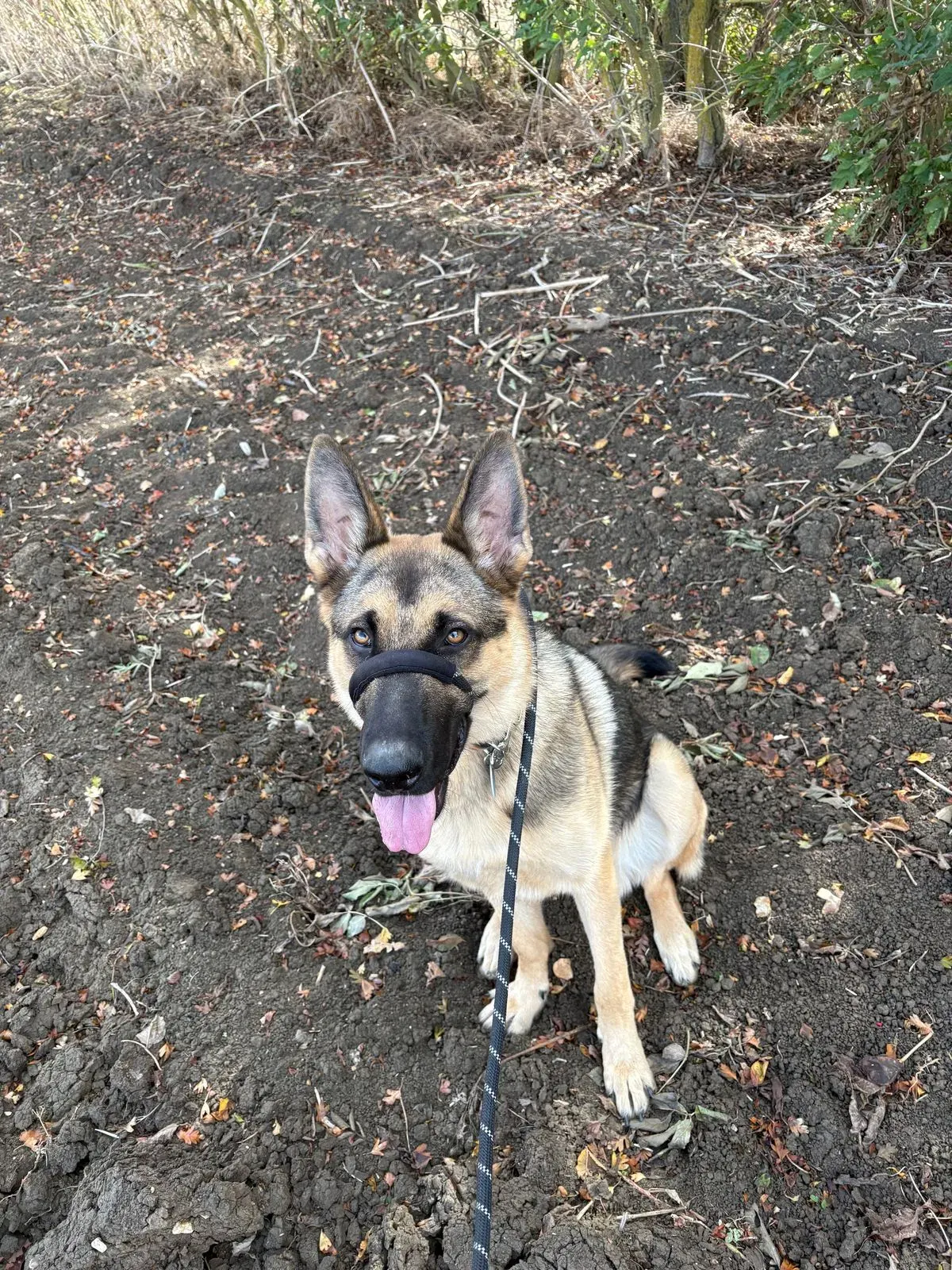 Senior dog walks image background image