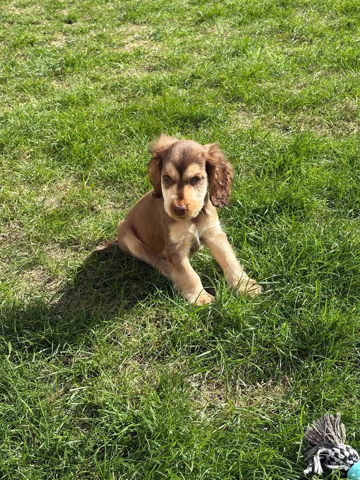 Puppy visits image background image