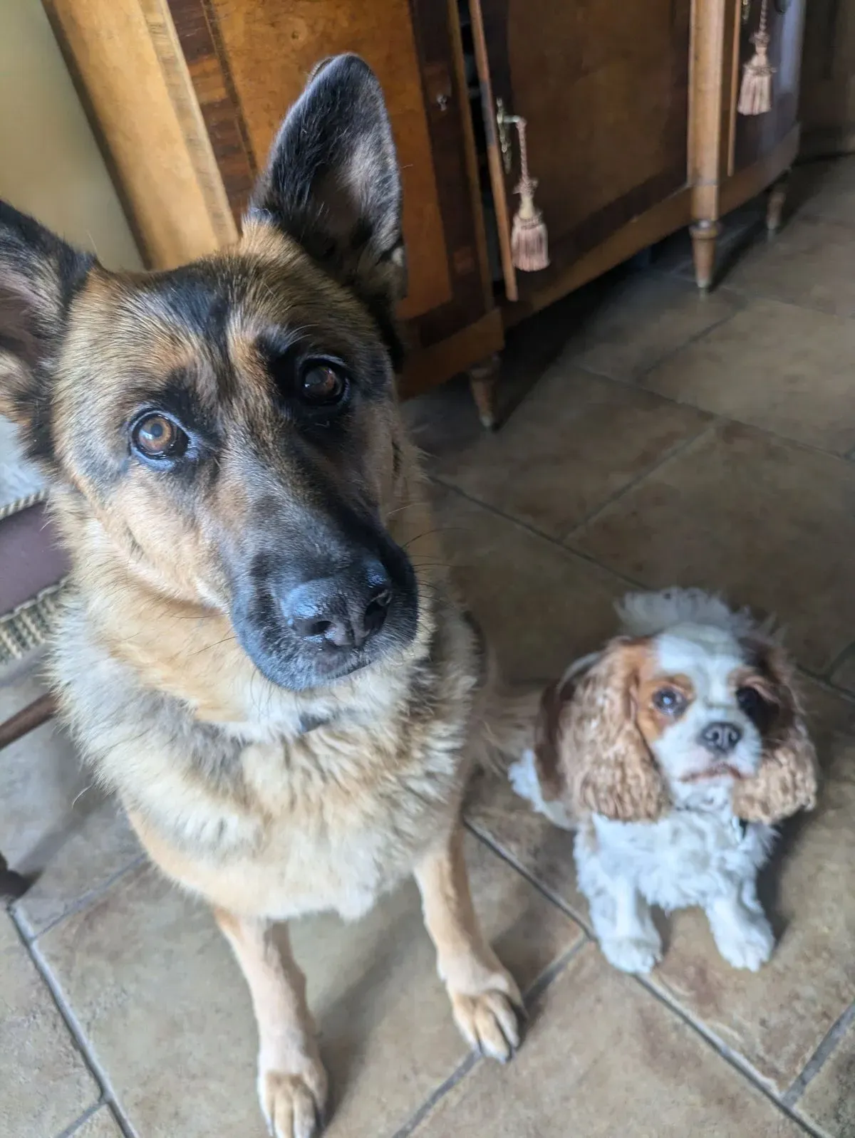 Dog sitting and house sitting image background image
