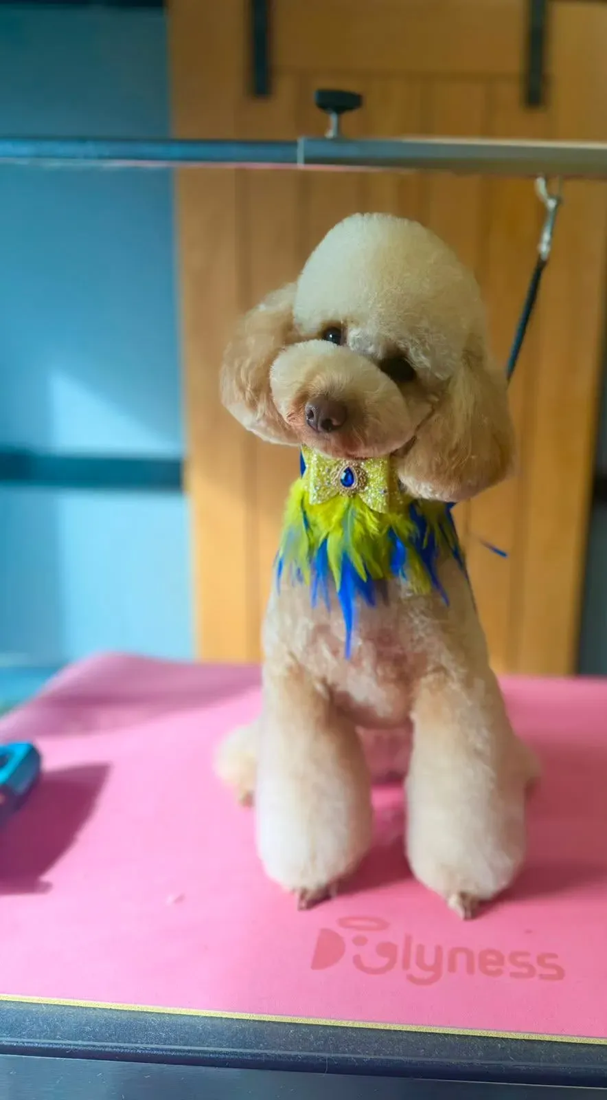 Descriptive text for the image
