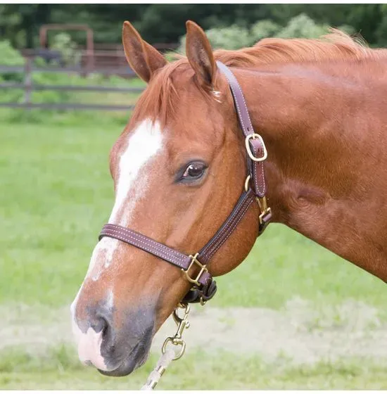 8227365751561-m0bdpuircgr0isexv6l5u5i-handmade-3-4-australian-saddle-triple-strong-stitched-padded-leather-halter-brown-color-233 thumbnail image