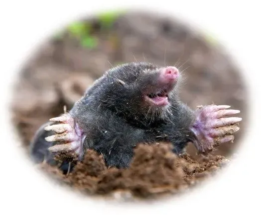 <h2>Moth control</h2> image