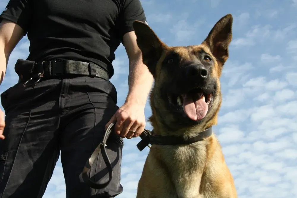 Dog Patrols and Handling image background image