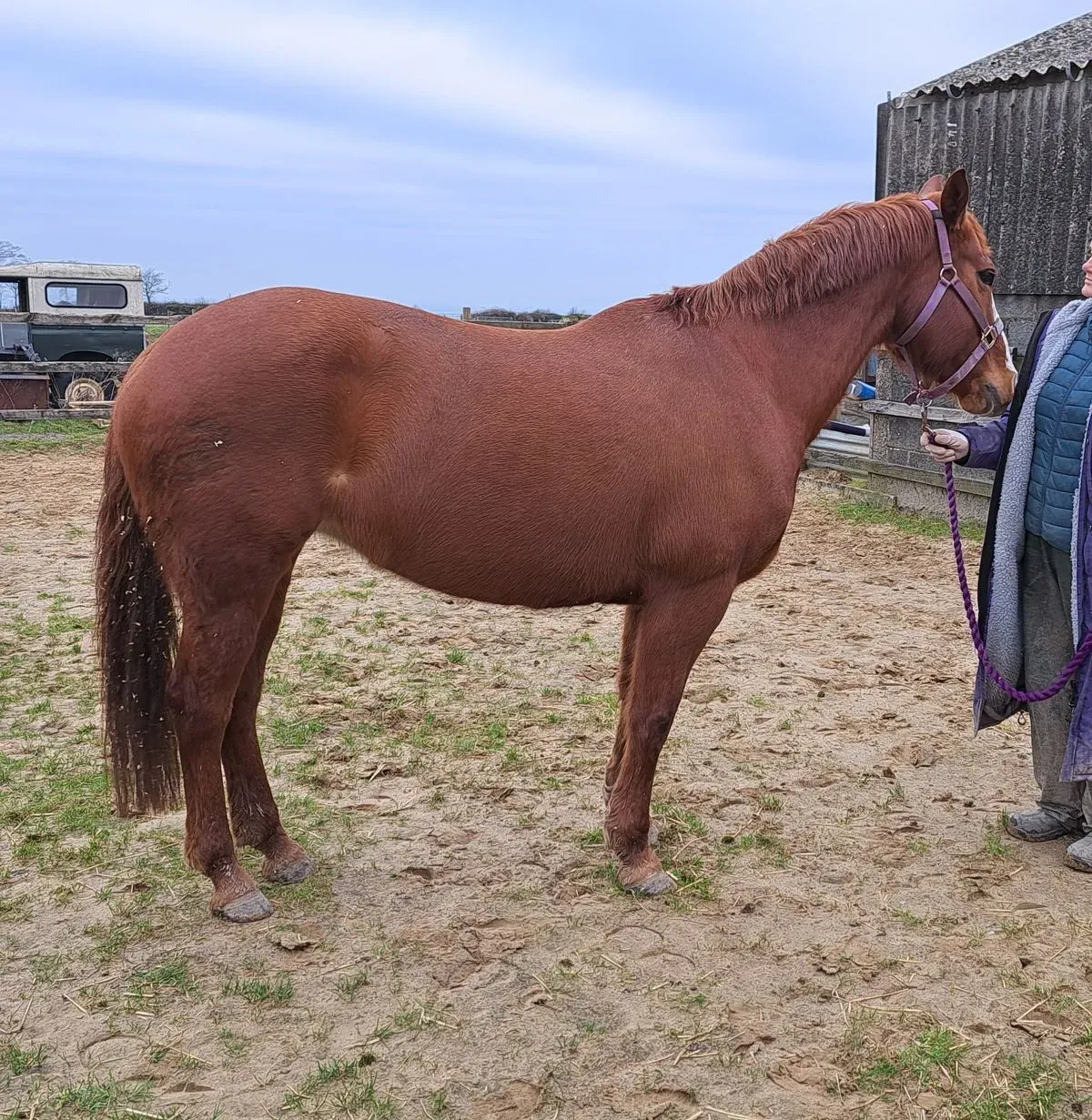 Equine massage therapy sessions image