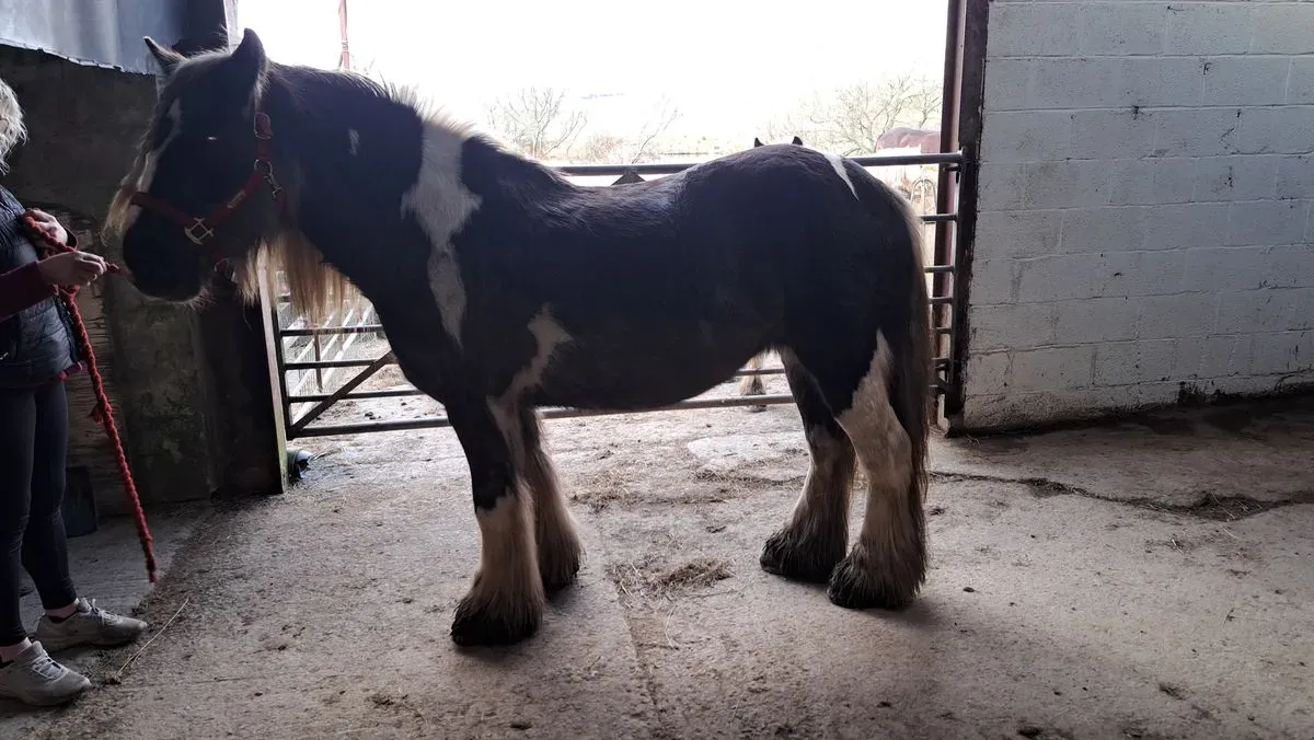 Bodywork assessments for horses image