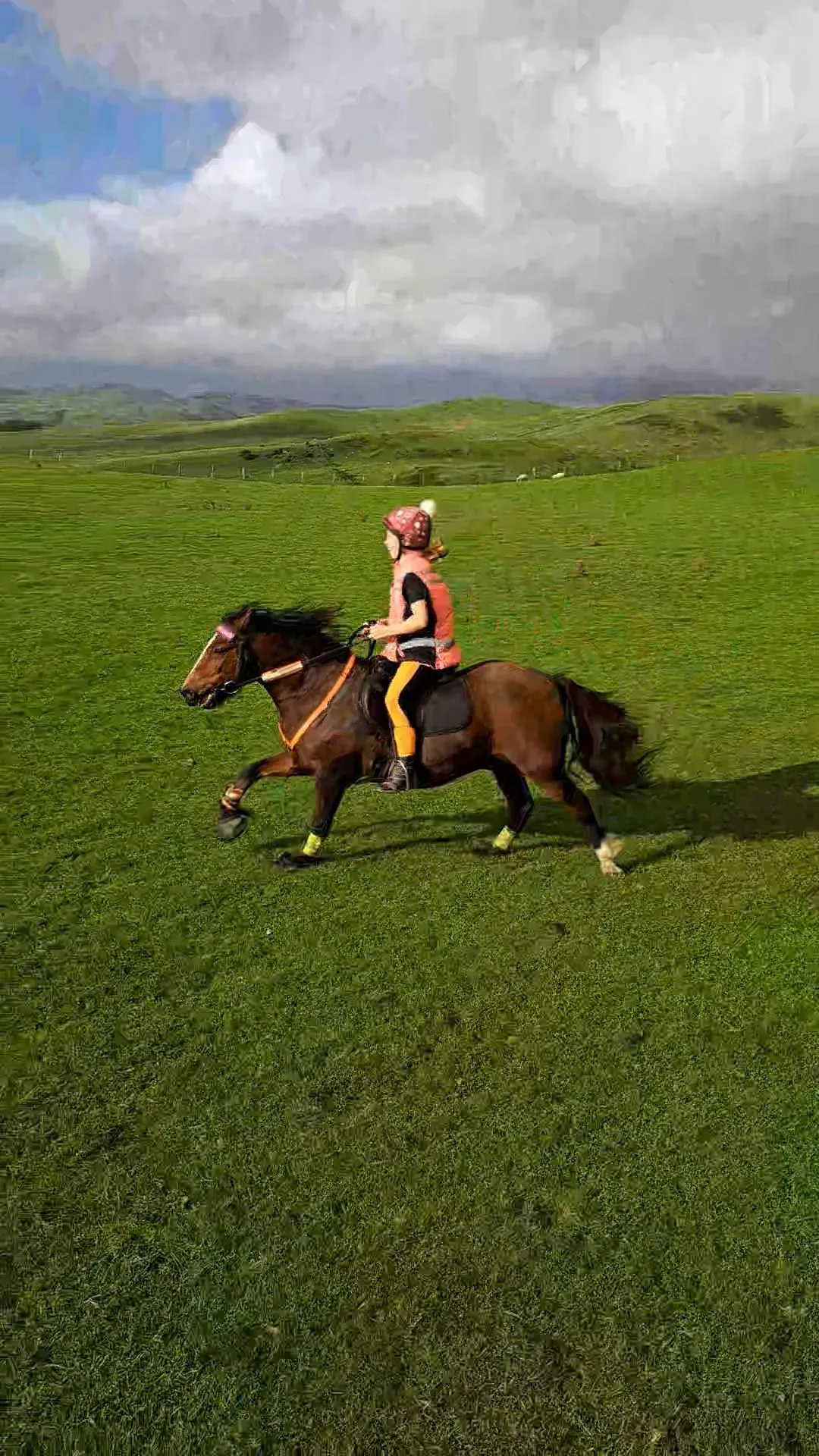 Saddle fitting consultations image