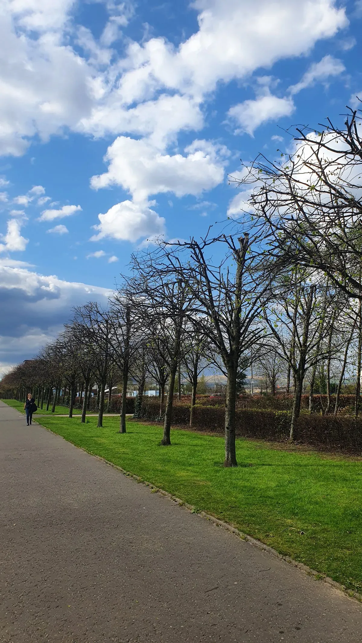 Tree Pruning image background image