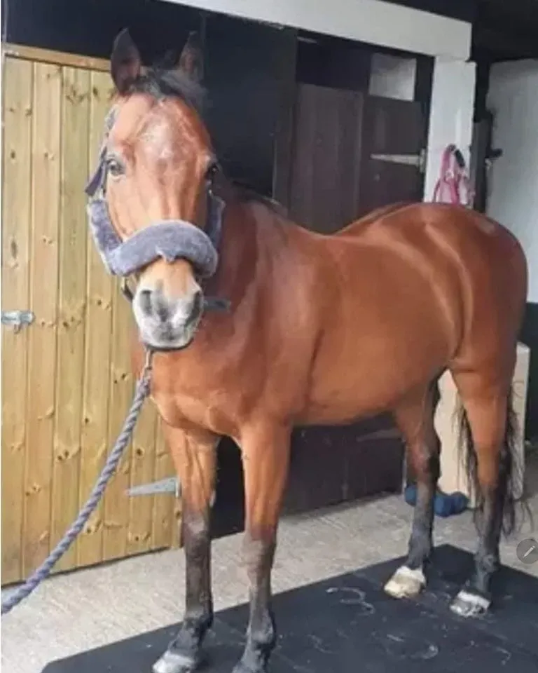 Accredited Professional Coach - Riding Lessons image