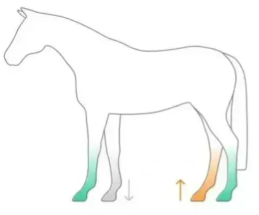 Remote Gait Analysis - Sleip image