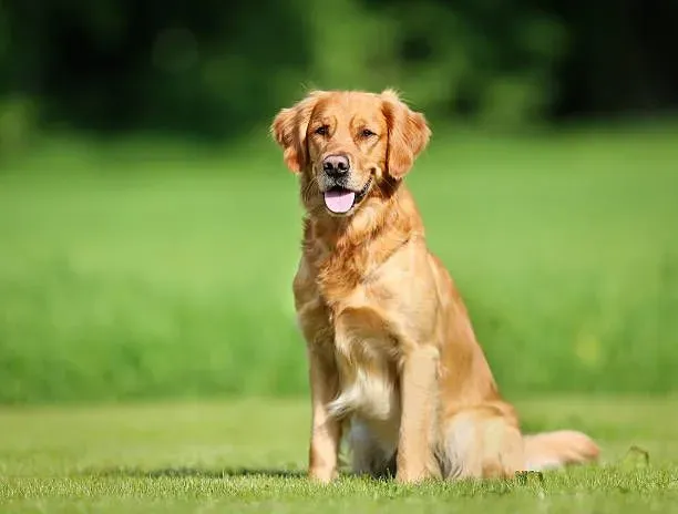 golden retriever collection background image