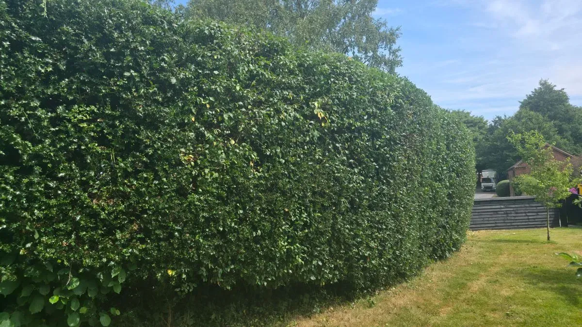 Hedge Trimming