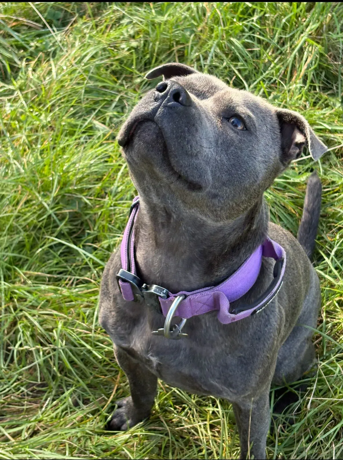 Socialisation Activities with Other Dogs image background image