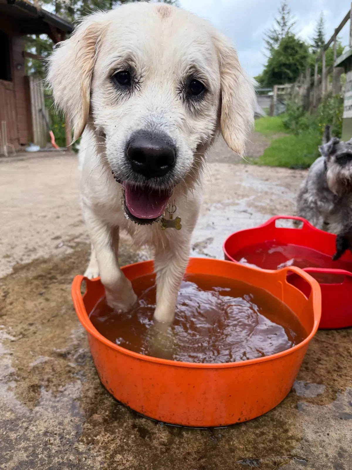 Socialisation Activities with Other Dogs image